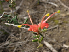 Grevillea muricata