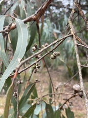 Eucalyptus cephalocarpa