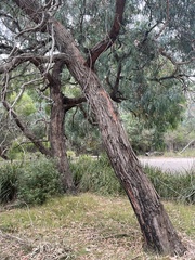 Eucalyptus cephalocarpa