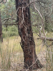 Eucalyptus cephalocarpa