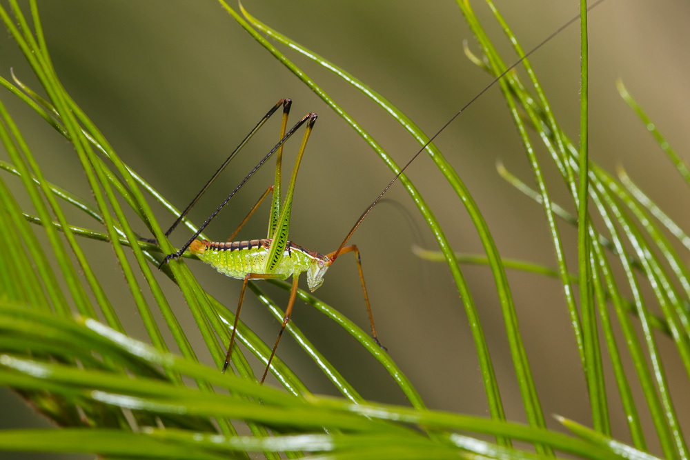 Spoon-tailed Short-winged Katydid
