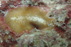 Thysanozoon tentaculatum