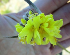 Bobartia macrospatha