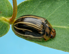 Paropsisterna insignita