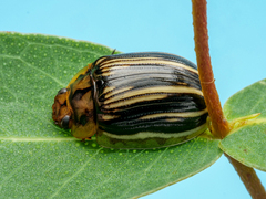 Paropsisterna insignita