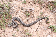 Crotalus intermedius