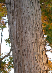 Juglans