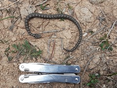 Crotalus intermedius