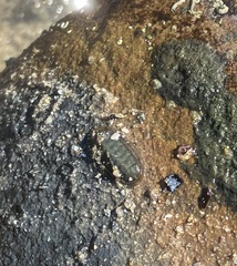 Ischnochiton australis