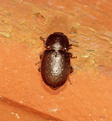 Adelium abbreviatum