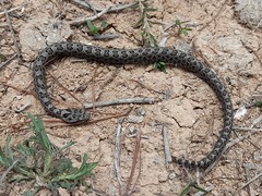 Crotalus intermedius