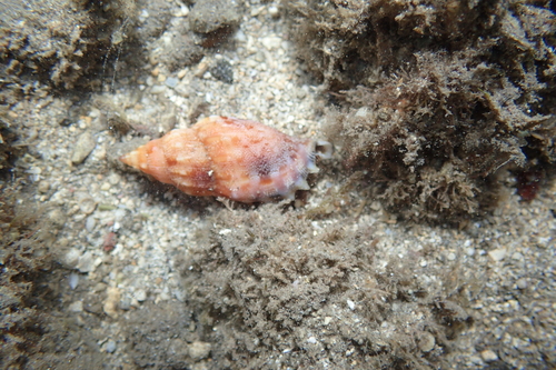 Strombus dentatus observed 2023-02-06