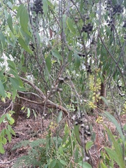 Eucalyptus radiata