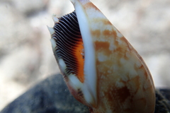 Tridentarius dentatus