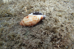 Tridentarius dentatus