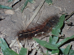 Creatonotos