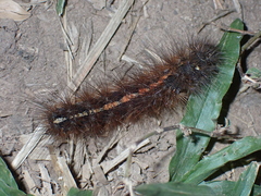 Creatonotos