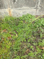 Sphenopholis obtusata