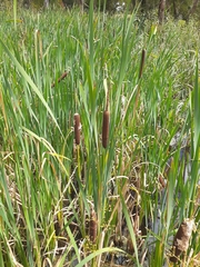 Typha orientalis