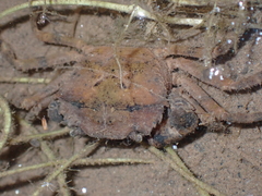 Gecarcinucidae