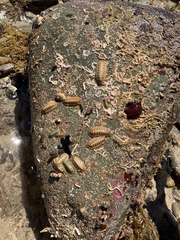 Ischnochiton cariosus