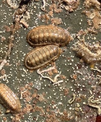 Ischnochiton cariosus