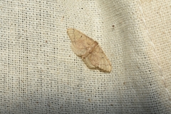Idaea belemiata