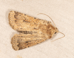 Proteuxoa senta