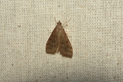 Idaea belemiata