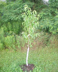 Magnoliopsida