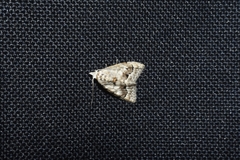 Idaea belemiata