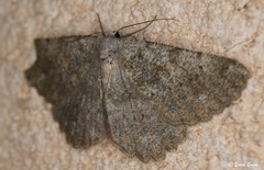 Dicrognophos sartata
