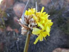 Bobartia macrospatha