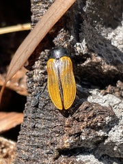Castiarina rufipennis