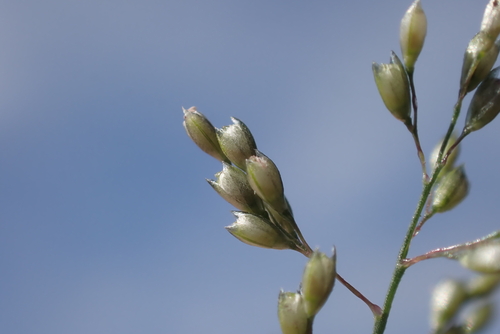 Sporobolus coromandelianus