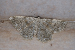 Dicrognophos sartata