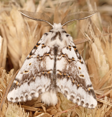 Aglaosoma periblepta