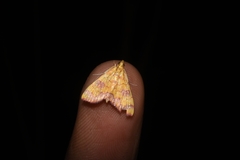 Idaea belemiata
