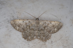 Dicrognophos sartata
