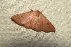 Idaea belemiata