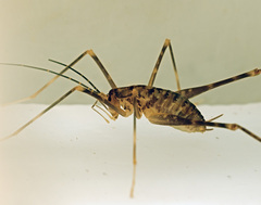 Tasmanoplectron isolatum