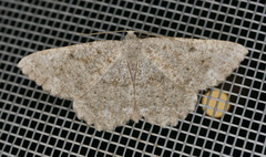 Dicrognophos sartata
