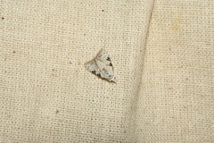 Idaea belemiata