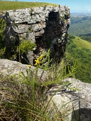 Aspalathus chortophila