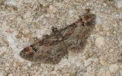 Gymnoscelis rufifasciata