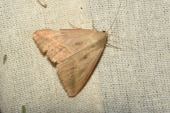 Idaea belemiata