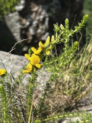 Aspalathus chortophila