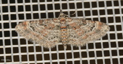 Gymnoscelis rufifasciata