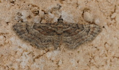 Gymnoscelis rufifasciata
