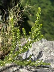 Aspalathus chortophila